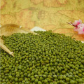 Well selected small green mung bean